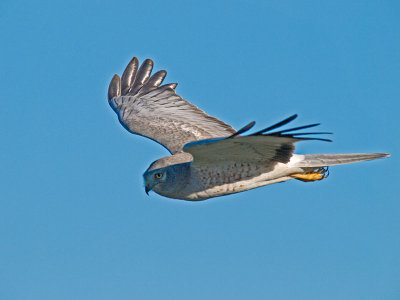 Male Harrier PC243272-2.jpg