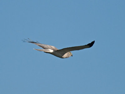 Male Harrier PC243287-3.jpg
