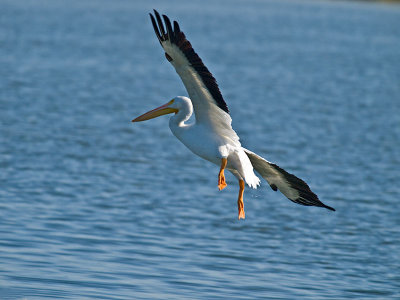 White Pelican PC233173.jpg
