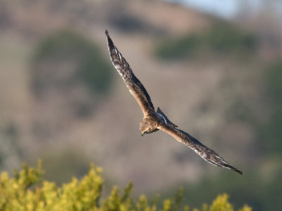 Juvenile Harrier PC263510-2.jpg