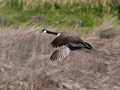 Canada Goose PC253440.jpg