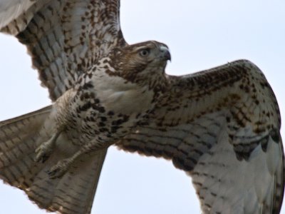 Red-tailed Hawk PC273552-2.jpg
