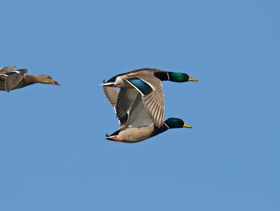 Mallards P1013852.jpg