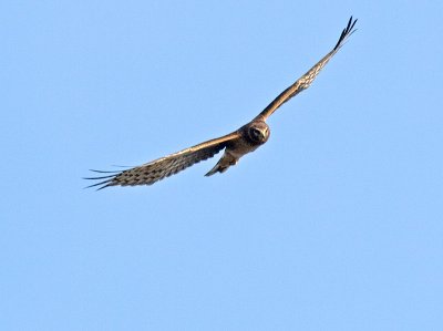 Female Northern Harrier _1124063.jpg