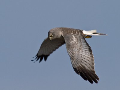 Male Northern Harrier _1124082.jpg