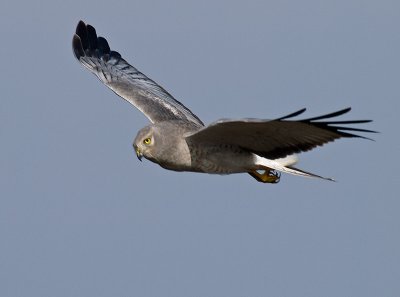 Male Northern Harrier _1124084.jpg