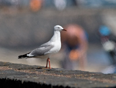 Red-billed Gull _1234400.jpg