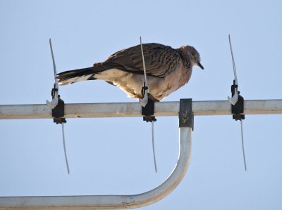 Rock Pigeon _1234376.jpg