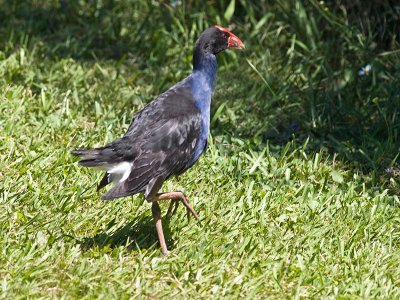 Larger Landbirds