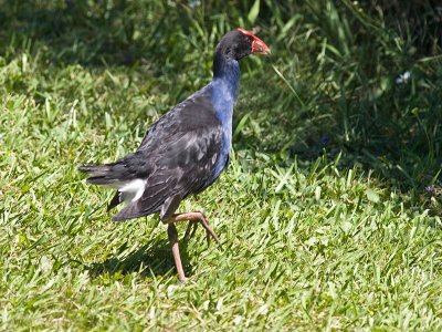 Pukeko  _1254814.jpg