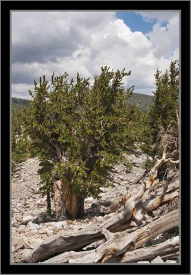 A young Bristlecone Pine, maybe 2,000 years old.