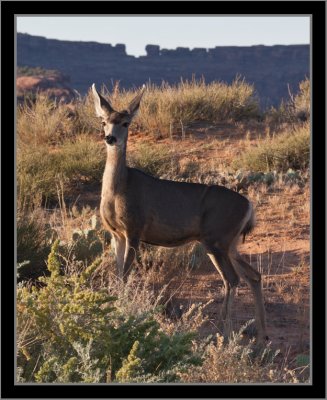 Canyonlands NP Mule Deer #1