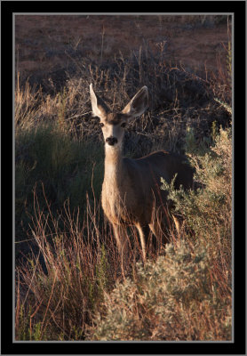 Canyonlands NP Mule Deer #2