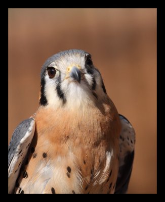 American Kestrel (AKA Sparrow Hawk) #2