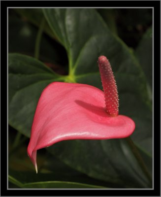 Hawaii Flower #2