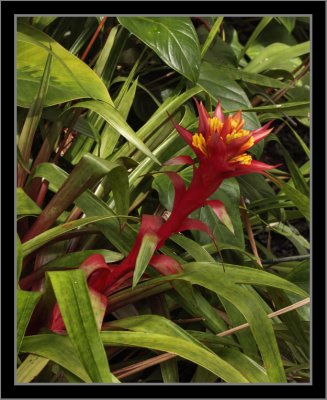 Hawaii Flower #7