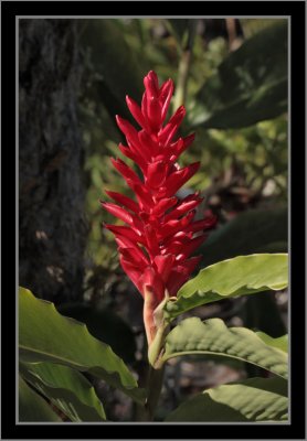 Hawaii Flower #8
