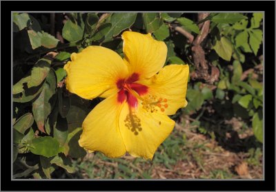 Hawaii Flower #13