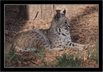 Actually not a great cat, just a bobcat resting in the shade