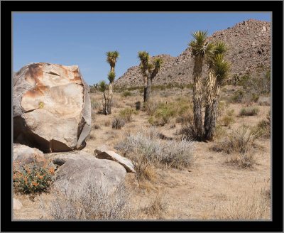 Young Joshua Tree Grove