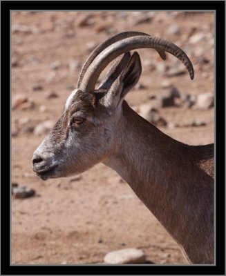 Ibex #2