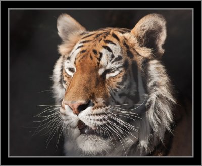 Bengal Tiger #8