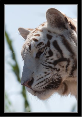Bengal Tiger #9