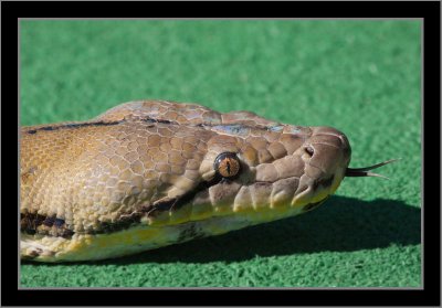 Snakes