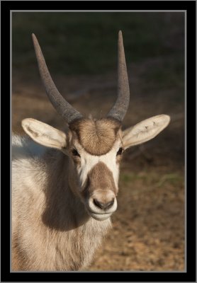 Addax Antelope (AKA screwhorn antelope)