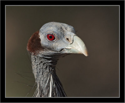 Vulturine Guinea Fowl