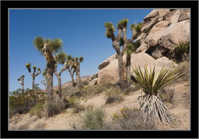 Joshua Tree Grove #2