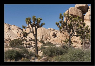 Joshua Tree Grove #1