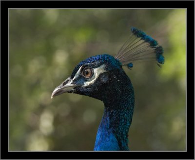 Peacock #1