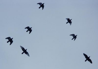 pigeons over my house
