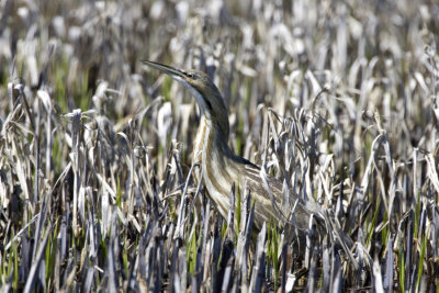 American Bittern 1.jpg