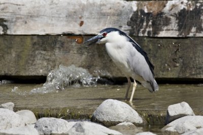 Black Crown Night Heron.jpg