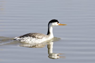 Clarkes Grebe 1.jpg