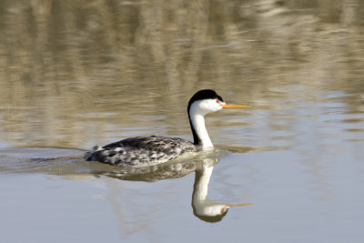 Clarkes Grebe 2.jpg