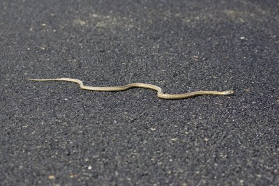 Garter Snake.jpg