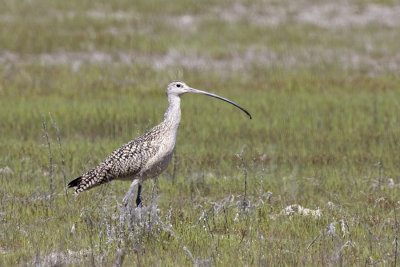 Long billed Curlew.jpg