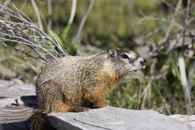 Marmot.jpg