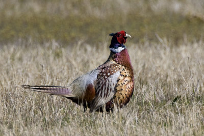 Pheasant 1.jpg