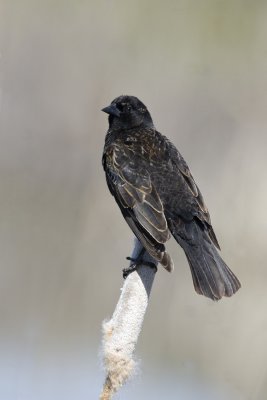 Red winged Blackbird Female.jpg