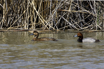 Redhead Pair.jpg