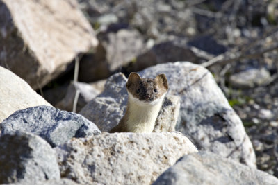 Short tailed Weasel 1.jpg