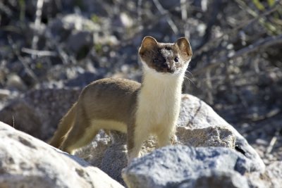 Short tailed Weasel 2.jpg