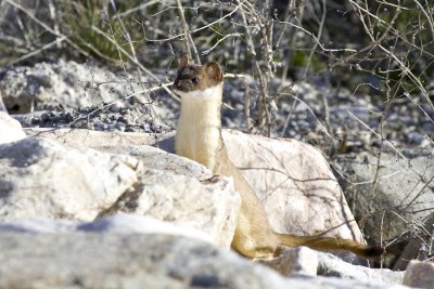 Short tailed Weasel 3.jpg