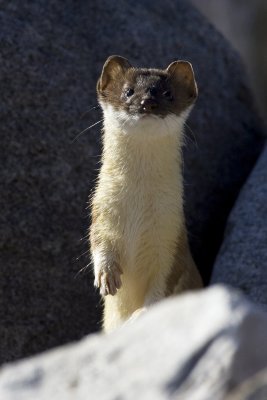 Short tailed Weasel 4.jpg