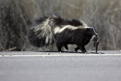 Skunk Mom and Baby 1.jpg