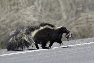 Skunk Mom and Baby 3.jpg